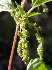 Urtica gracilis