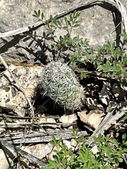Neolloydia conoidea
