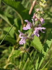 Stachys hispida