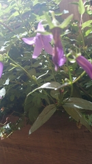 Campanula rapunculoides