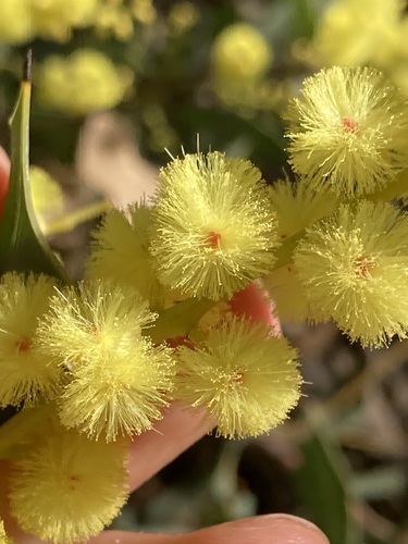 Image of Acacia celastrifolia by (c) Thomas Mesaglio, some rights reserved (CC BY)