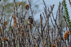 Amphispiza bilineata
