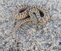 Arizona elegans