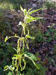 Urtica gracilis