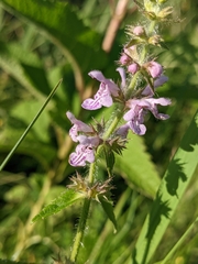 Stachys hispida