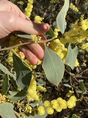 Acacia celastrifolia