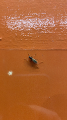 Camponotus floridanus