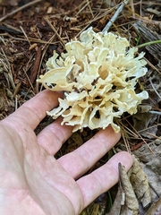 Sparassis spathulata