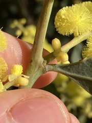 Acacia celastrifolia