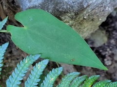 Dioscorea japonica