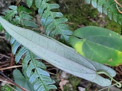 Dioscorea japonica