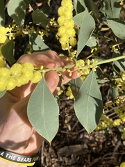 Acacia celastrifolia