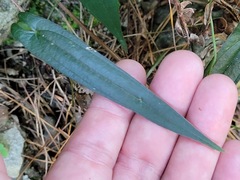 Dioscorea japonica