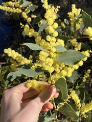 Acacia celastrifolia