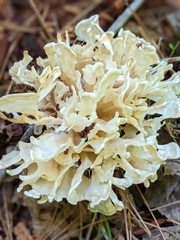 Sparassis spathulata