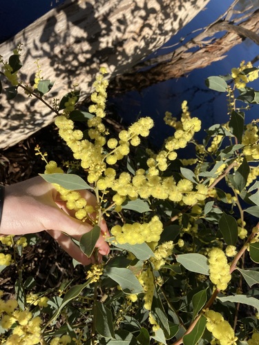 Image of Acacia celastrifolia by (c) Thomas Mesaglio, some rights reserved (CC BY)
