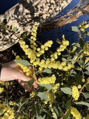 Acacia celastrifolia