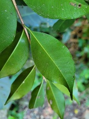 Syzygium formosanum