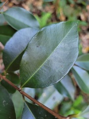 Syzygium formosanum