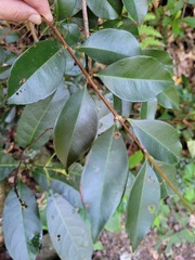 Syzygium formosanum