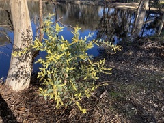 Acacia celastrifolia
