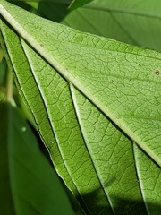 Mussaenda formosanum