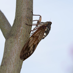 Graptopsaltria nigrofuscata