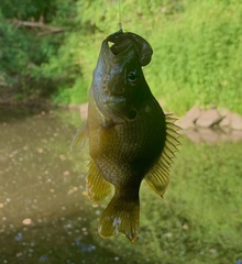 Lepomis cyanellus
