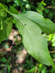 Mussaenda formosanum