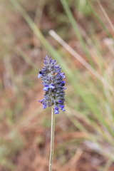 Salvia stachyoides