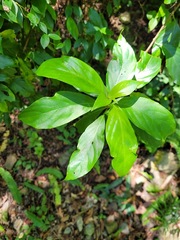 Mussaenda formosanum