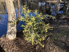 Acacia celastrifolia