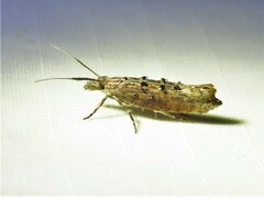 Ypsolopha horridella