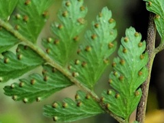 Microlepia strigosa