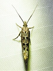 Ypsolopha horridella