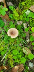 Ampulloclitocybe clavipes