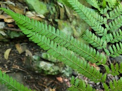 Microlepia strigosa