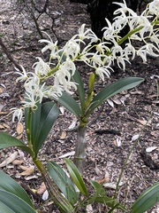 Dendrobium speciosum