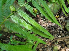 Microlepia strigosa