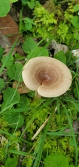 Ampulloclitocybe clavipes