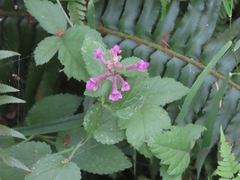Stachys chamissonis