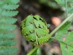 Microlepia strigosa
