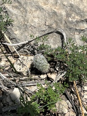 Neolloydia conoidea