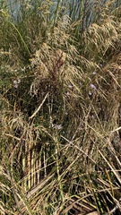 Deschampsia cespitosa cespitosa
