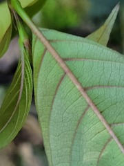 Mussaenda formosanum