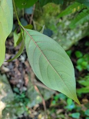 Mussaenda formosanum
