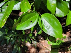 Cinnamomum osmophloeum