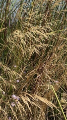 Deschampsia cespitosa cespitosa