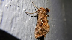 Autographa precationis