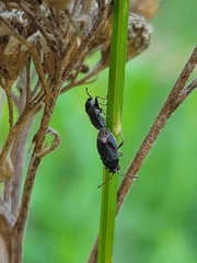 Lygaeoidea